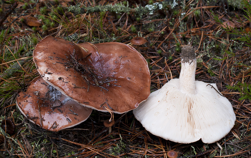 Tricholoma pessundatum